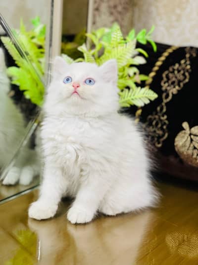 Lovely Kittens Looking for Home With Different Prices