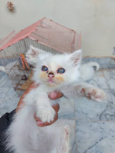 Persian kittens