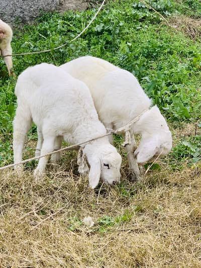 Talagan Breed White Dhumbu (3.5 Months) for Sale 