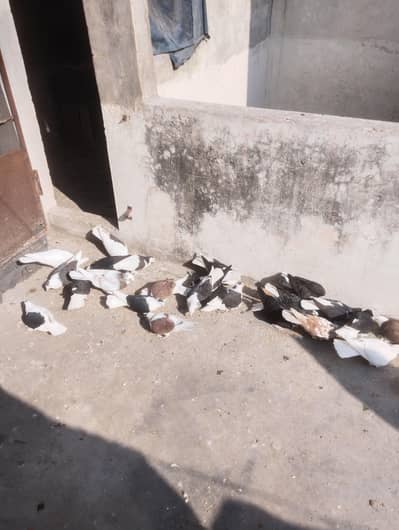Black and White Sherazi Pigeons pair