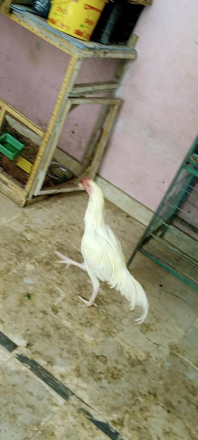 Aseel Heera patha white nok nali