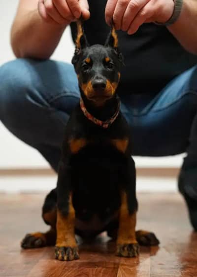 Imported Doberman puppy for sale