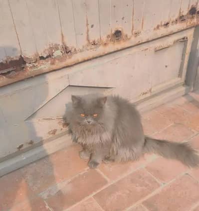 Persian cat gray colour