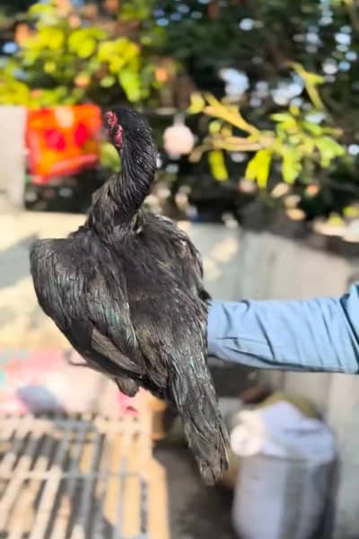 Aseel female cheeni or mushki