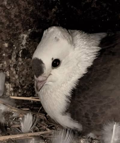 white laka male and santi female
