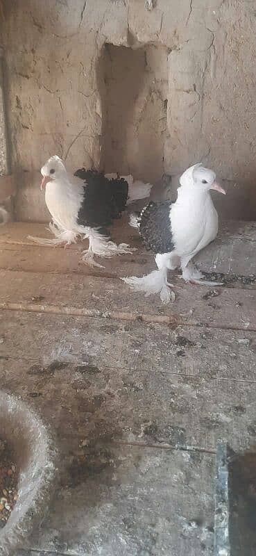 frill back home pegon