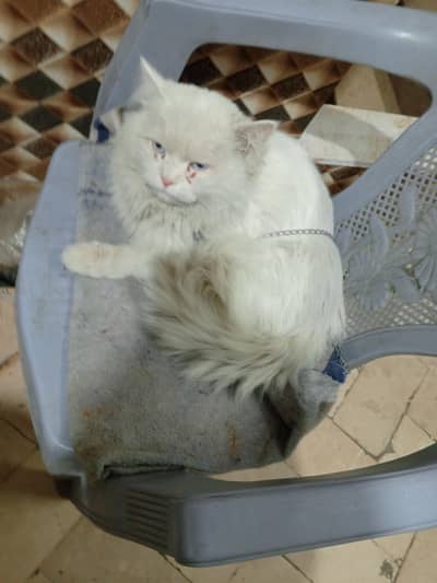 Persian cat for sale urgent