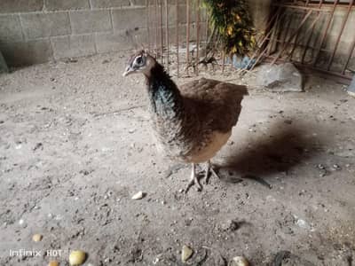 peacocks for sale