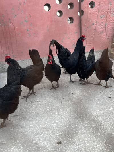 Australorp