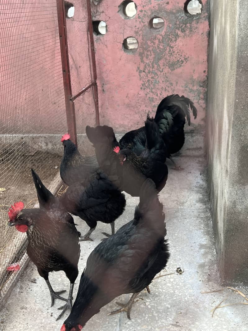 Australorp 2