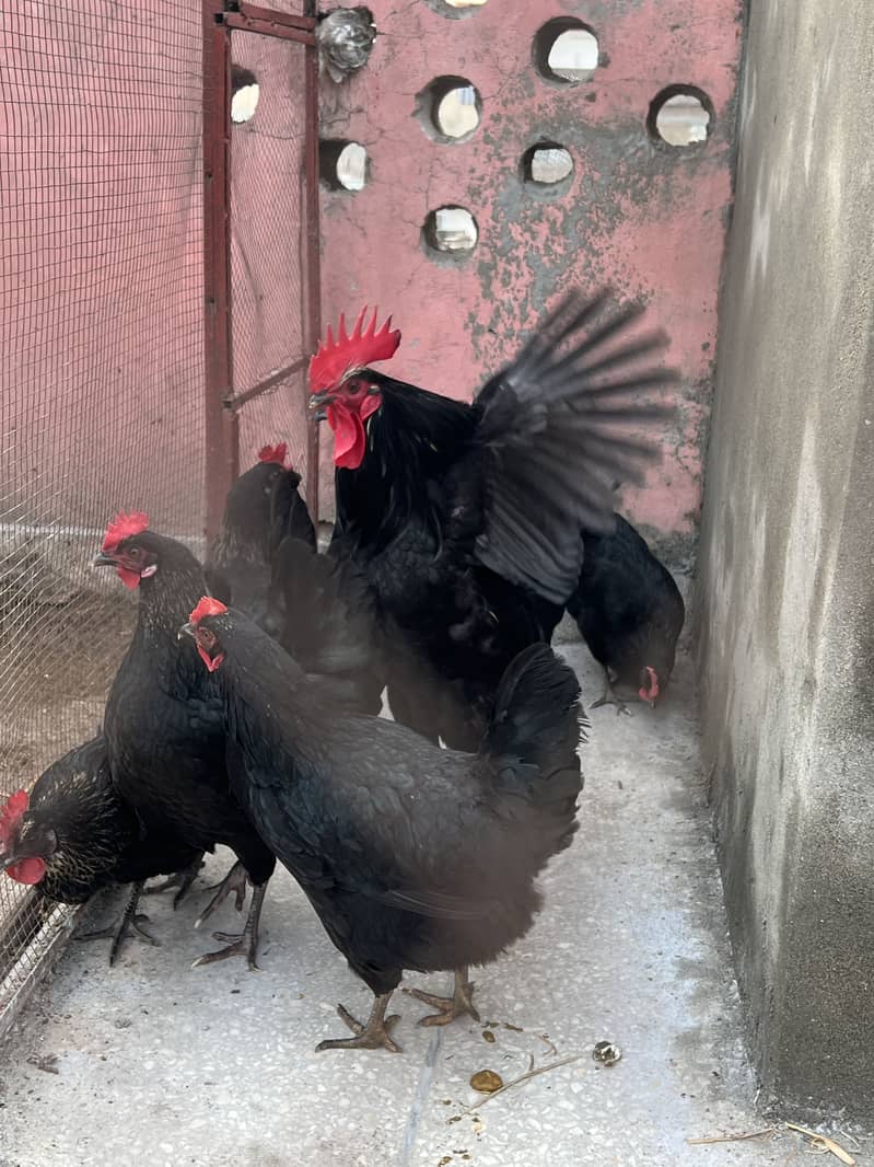 Australorp 3