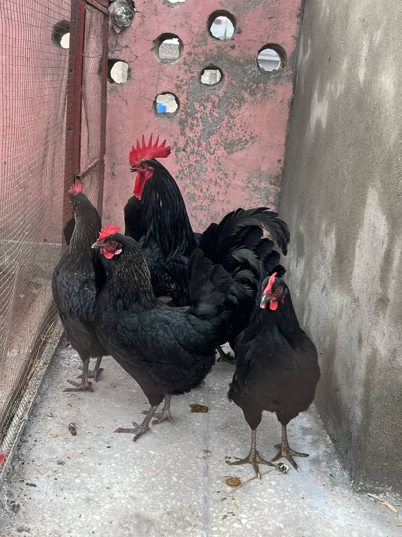 Australorp 4