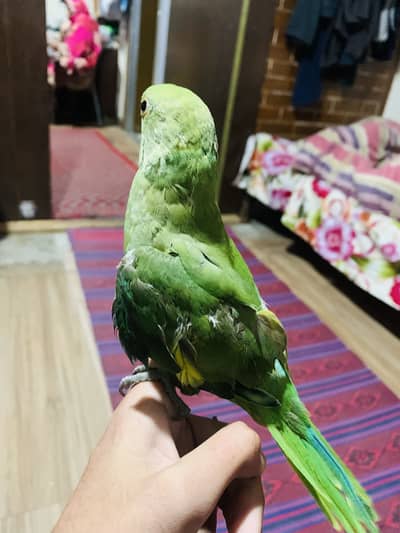 mithu green parrot. hand tame. ghar ka bacha. WA 03089555226. bolta bhi
