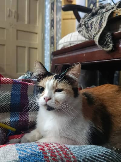 Persian female cat hy