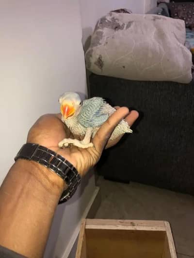 green parrot 4 chicks for sale