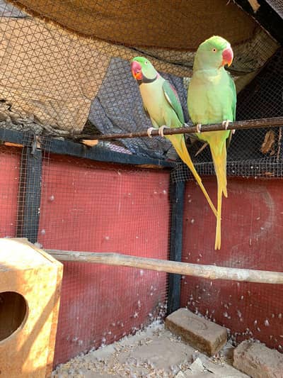 Mashallah Jambo size Breeder Pair