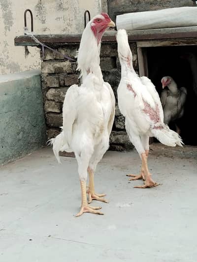 German white o shamo fresh eggs