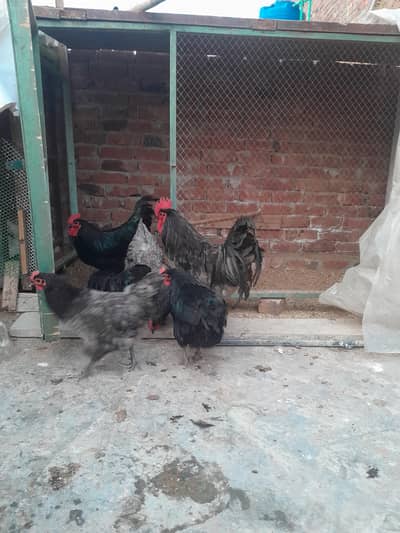 australorp heritage blue and black fertile eggs