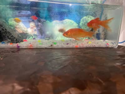 new air pump with 13 fishes beta ,gold fish  shark