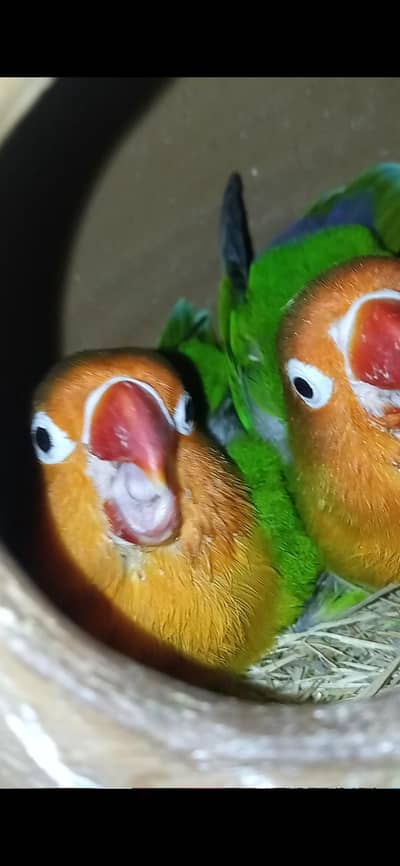 Green fisher and Latino personata