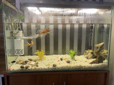 aquarium and fishes for sale