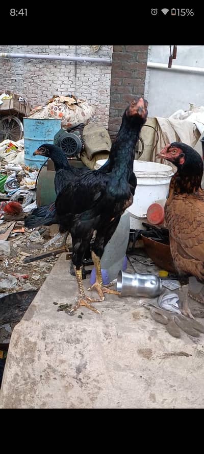 Thai pair age 5 month