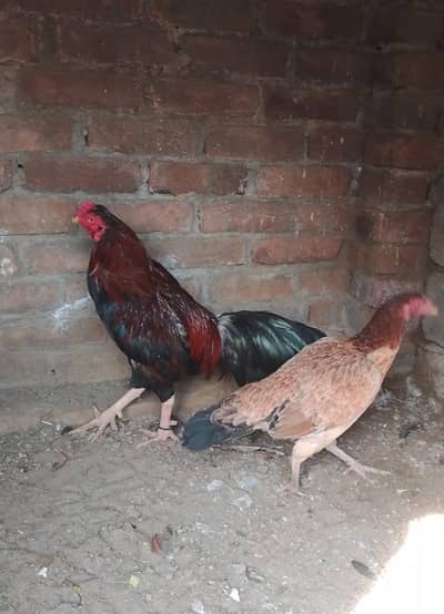 aseel breeder on asil on the asil