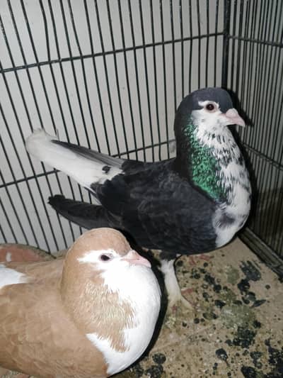 sharazi black goliyar male  or lala sharazi female