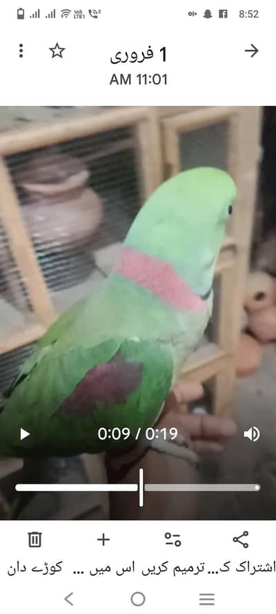 Raw male full taking tame mia mithu Billi ki awaza wislig  o