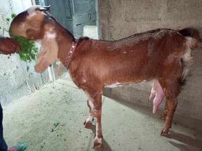Goat for sale