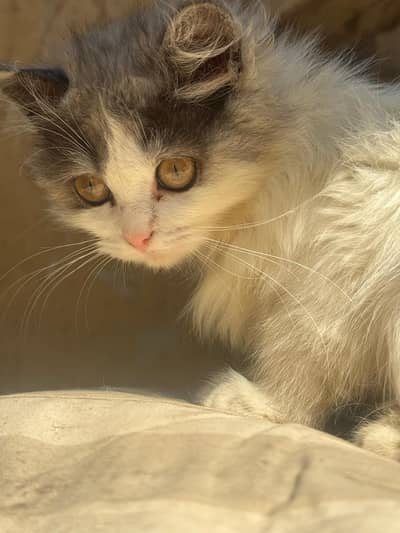 Persian cat for sale