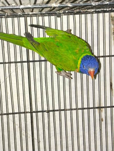 swinson lorri female DNA