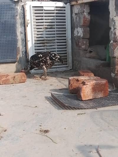 mashallha pure aseel chini female urgent for sal watsape  03341736101