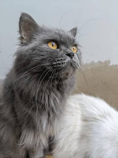 Persian Black-Grey Cat