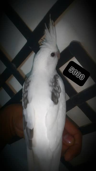 hand tame cocktail available