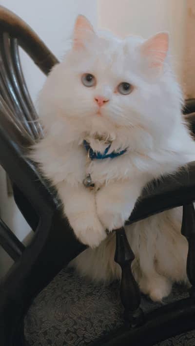 “Pure Persian Cat – Healthy, Fluffy, Home Raised”