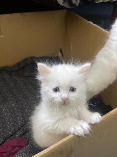 Persian tripple coated male kittens