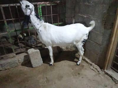 کنفرم گھبن بکری فارسیل