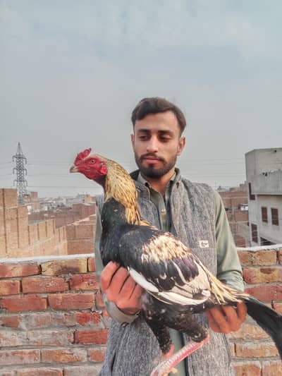 Java bahut khubsurat parinda