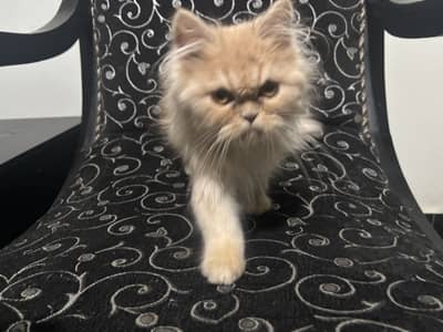 Persian vaccinated male kitten