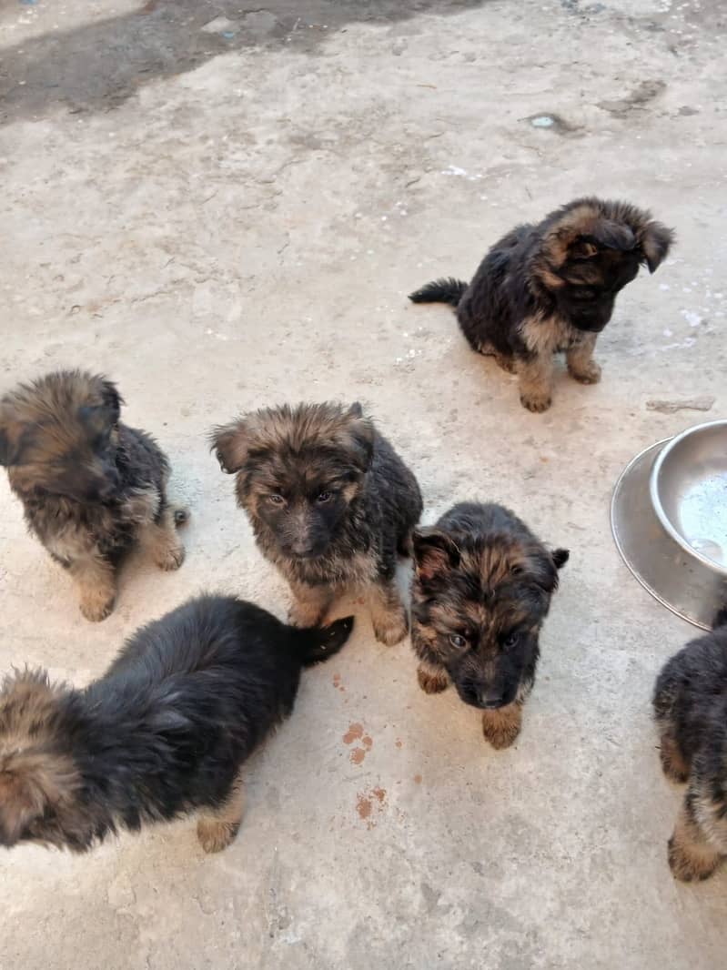 German Shepard 5