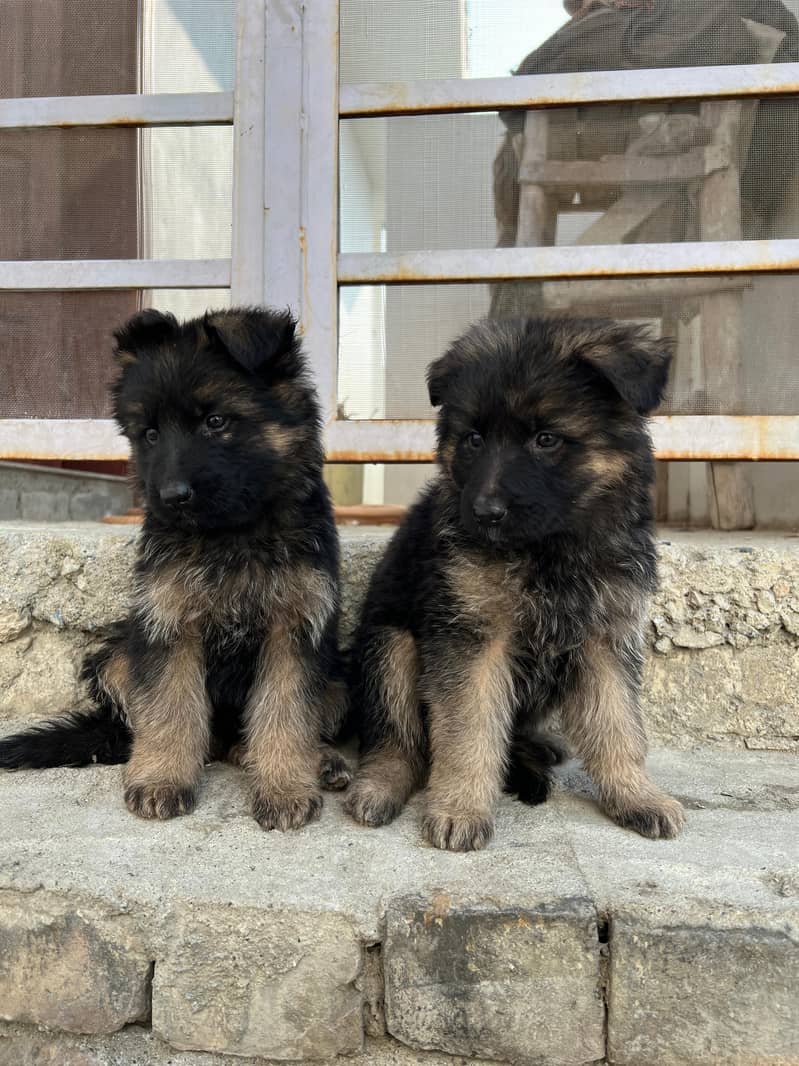 German Shepard 4