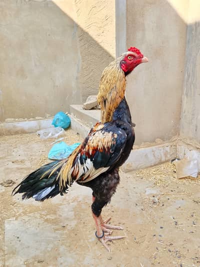 Mia wali jaws patha 03131083044