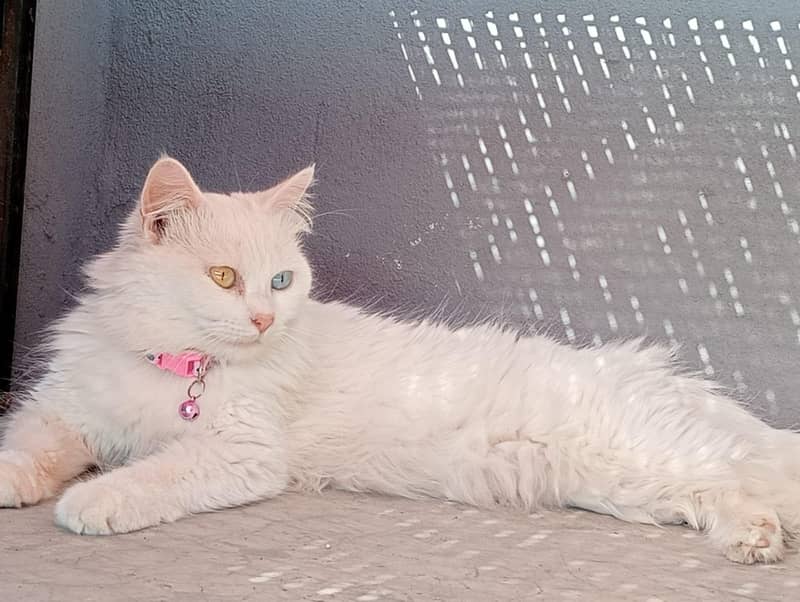 Persian cat 3 code 1