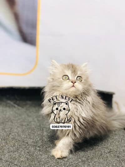 home delivery available Persian punch face cat kitten