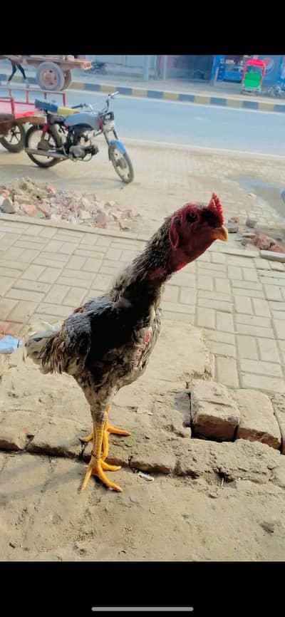 Valeti CroSs Full size Patha. . watsapp. . 0302407408. .