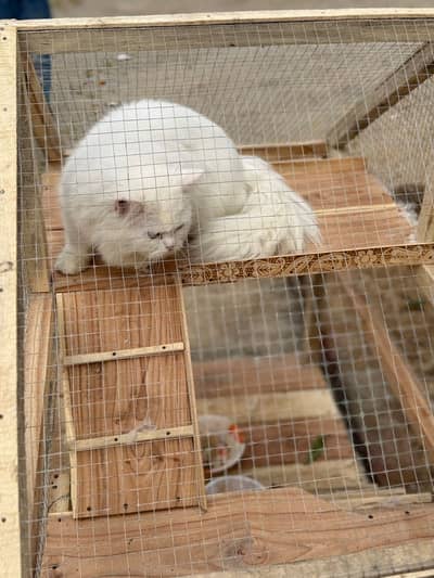 Beautiful White Persian Male, Double Eye Color, Healthy & Vaccinated