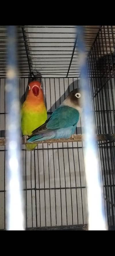 lovebirds budgies java & dove
