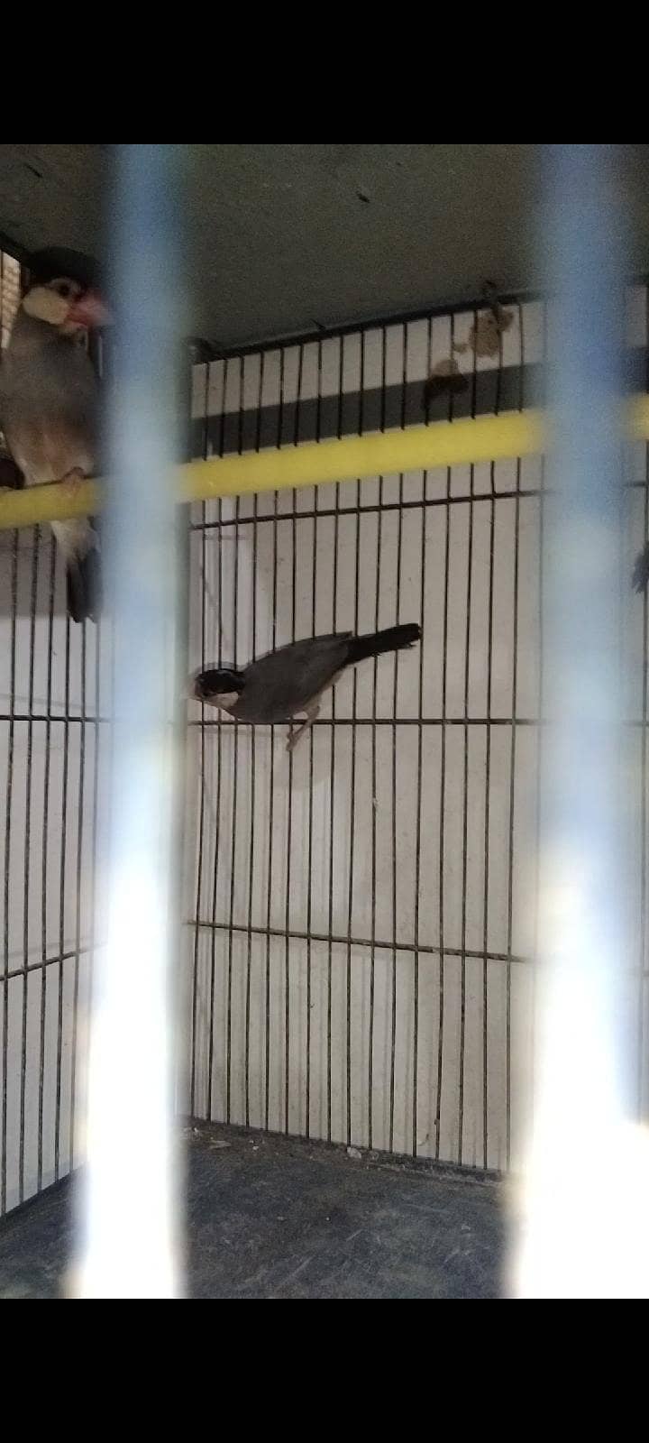 lovebirds  java  dove 0