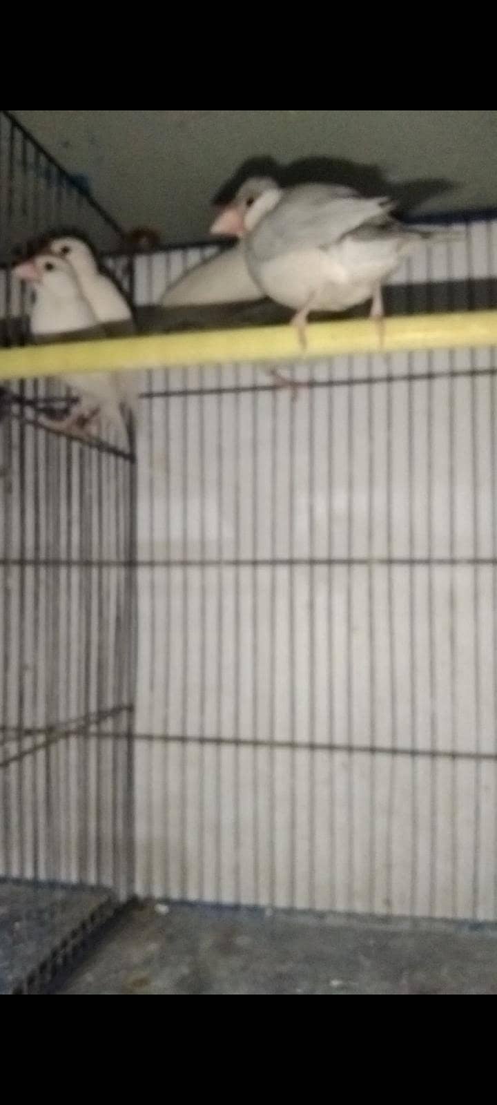 lovebirds  java  dove 1